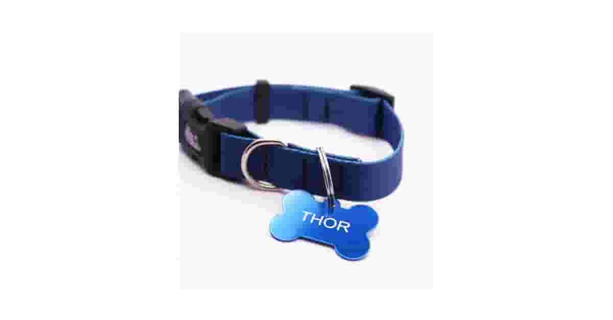 Qual a melhor coleira para cachorro com estampa divertida e segura?