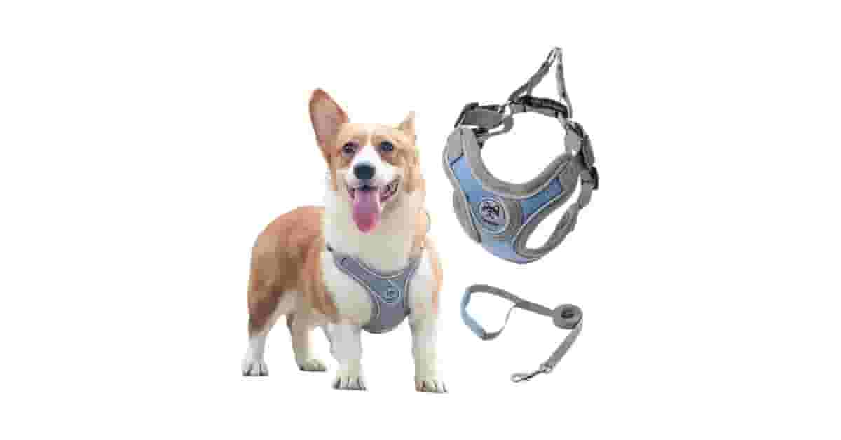 Qual a melhor coleira para cachorro com guia e peitoral: 10 Kits