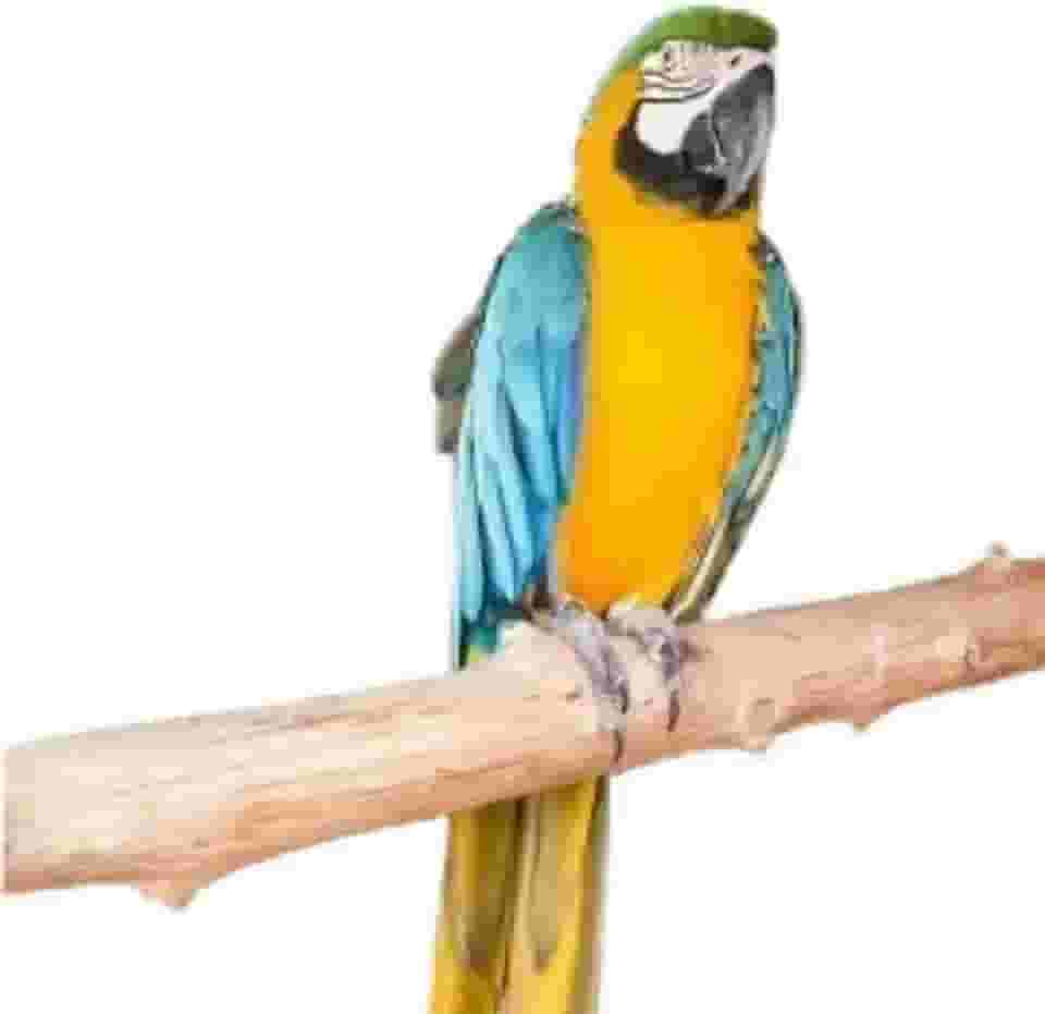 Poleiro Natural para Arara e Papagaio, Madeira Rústica, 70 cm, Instalação Fácil, com Suporte de Fixação