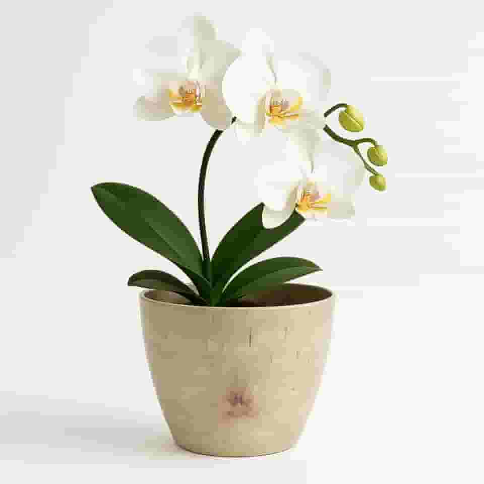 Vaso Cachepô Redondo Decorativo 15x13cm Alto Brilho para Orquídeas e Cactos Flores Pequenas - Bege