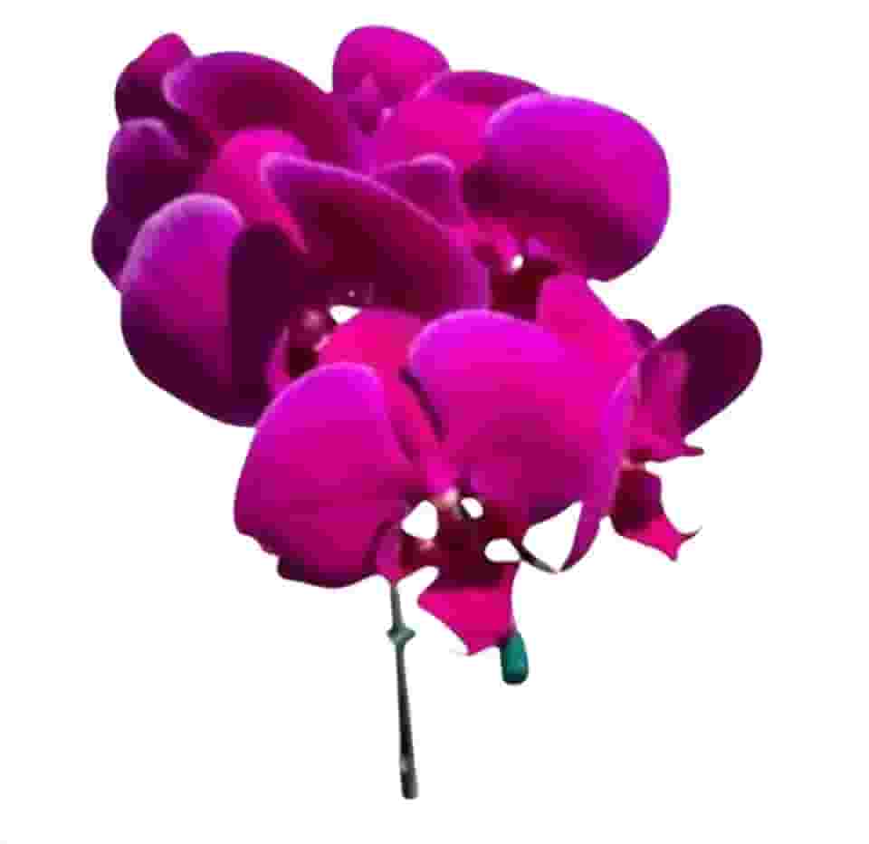 Orquídea Phalaenopsis Roxa N7 Planta Adulta em Vaso de Plástico de 15 cm