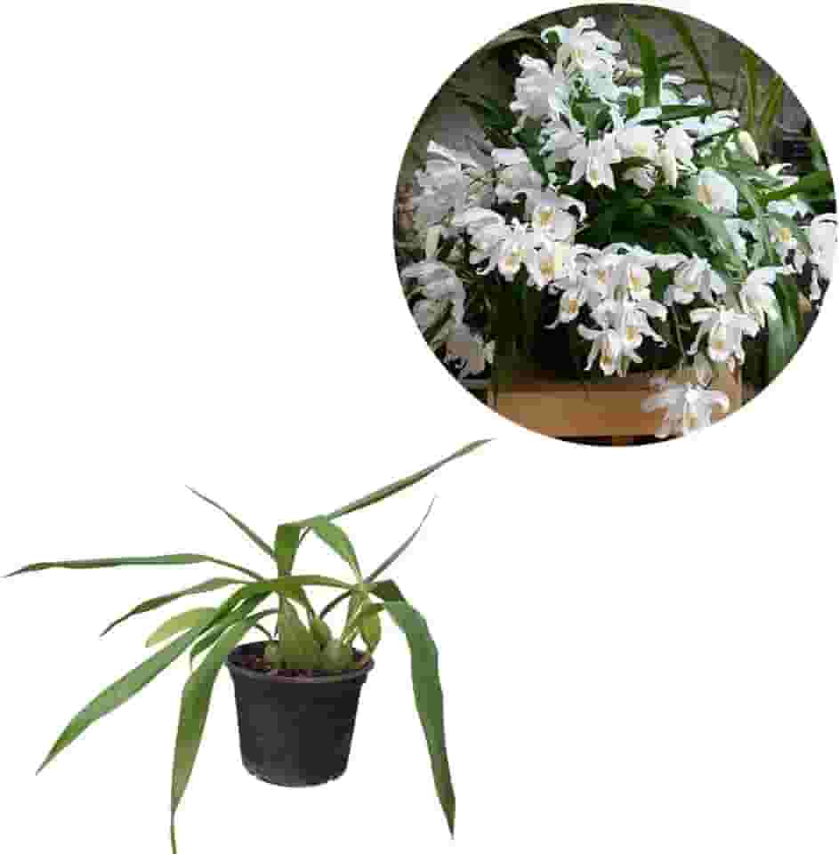 Planta Orquídea Coelogyne Cristata Adulta Natural Vaso 15 Decoração Decorativa Casa Jardim