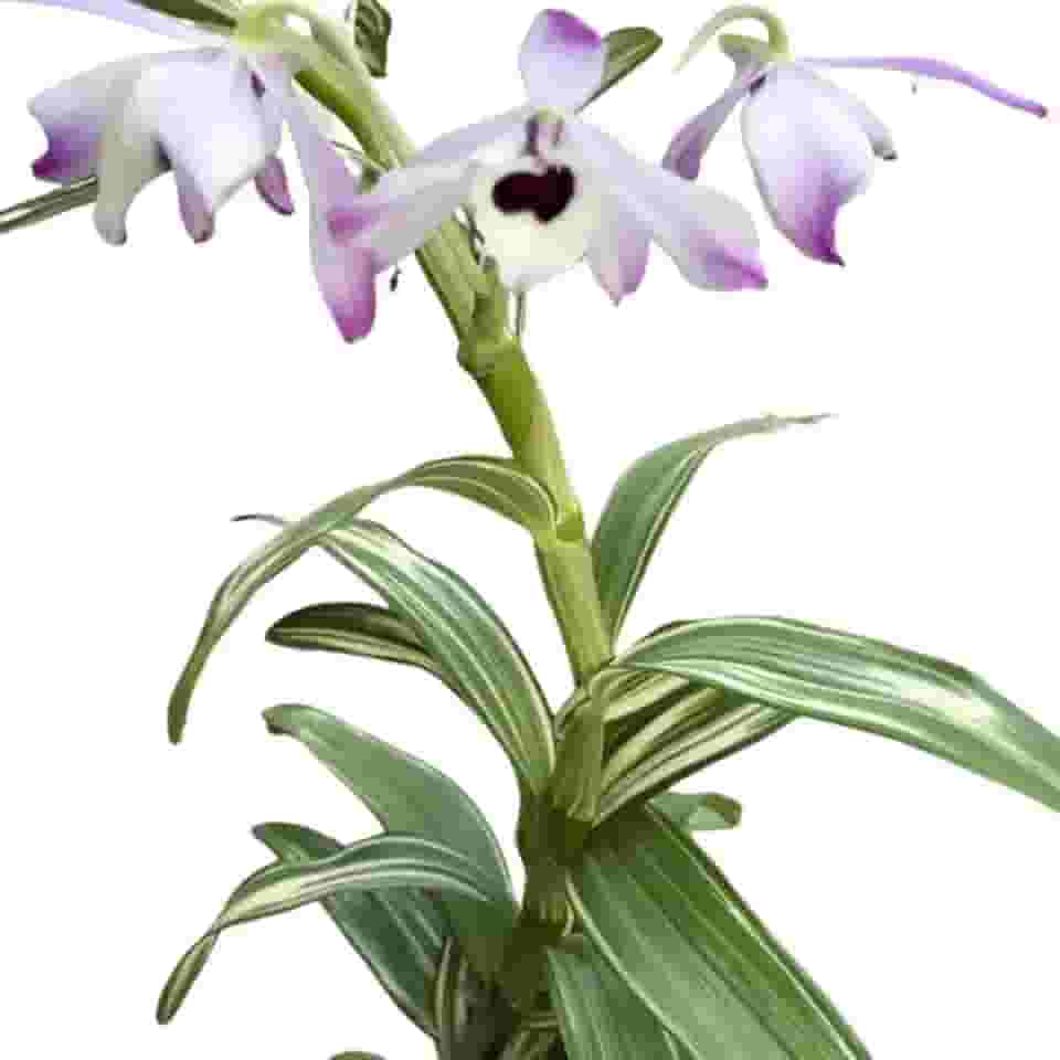 Orquídea Dendrobium Nobile Variegata