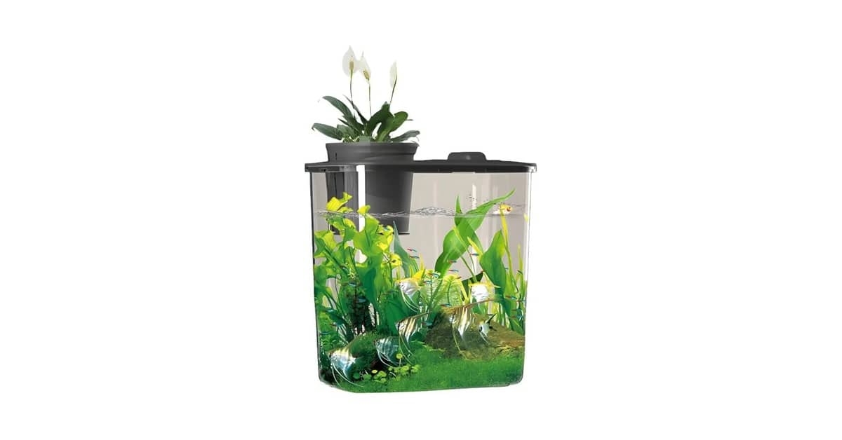 Melhor Aquário para Peixe Betta: Guia Essencial!