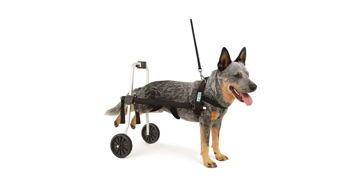 Melhor Cadeira de Rodas para Cachorro: Guia Essencial