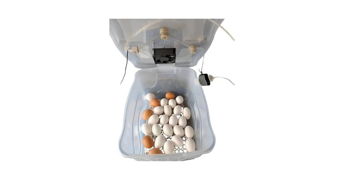 Melhor Chocadeira para Comprar: Guia Completo e Prático