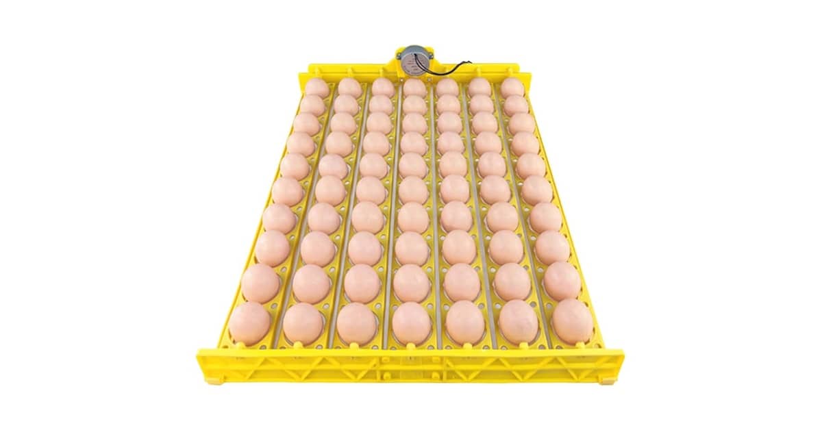 Melhor Chocadeira para Ovos: Guia Completo