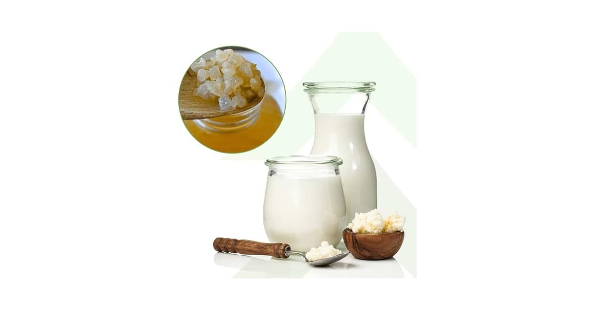 Melhor Marca de Leite Fermentado: Guia Completo e Opções Premium