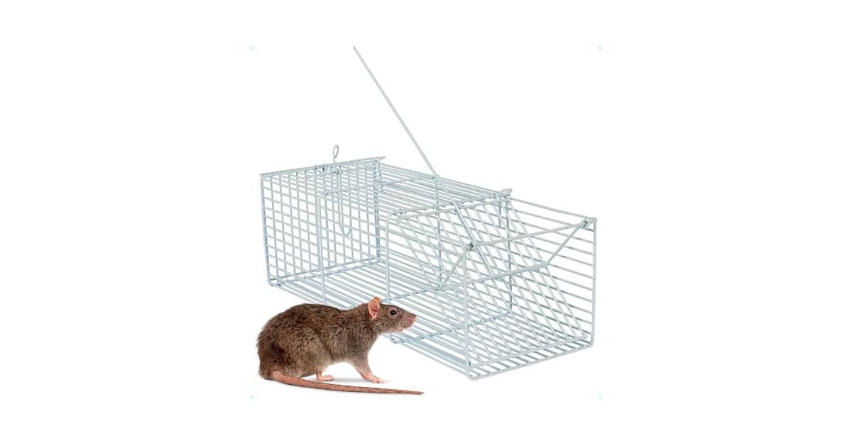 Melhor Ratoeira do Mundo: Guia de Escolha e Testes