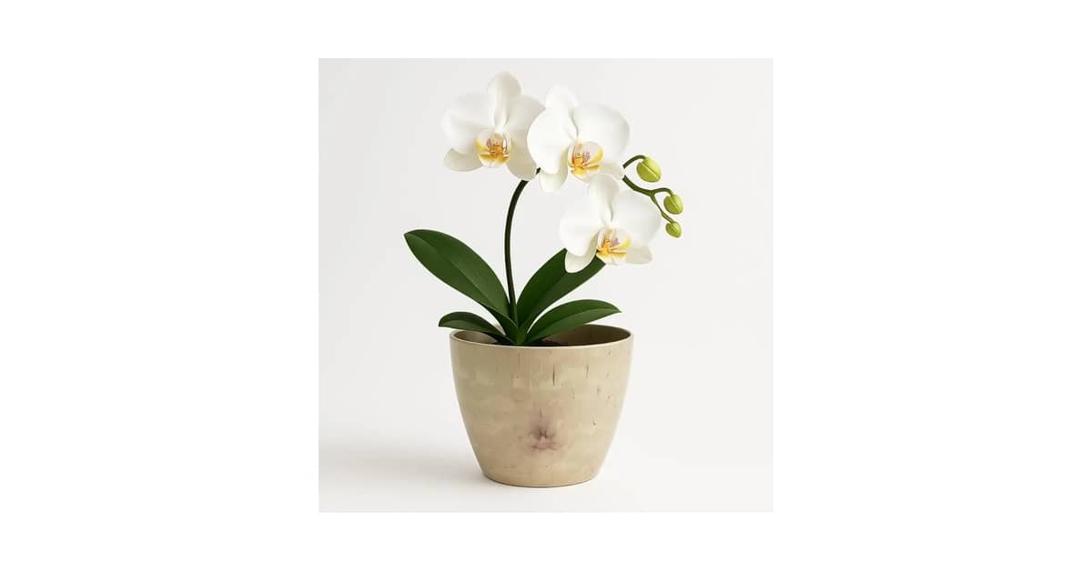 Melhor Vaso para Orquídea: 10 Modelos com Drenagem Superior
