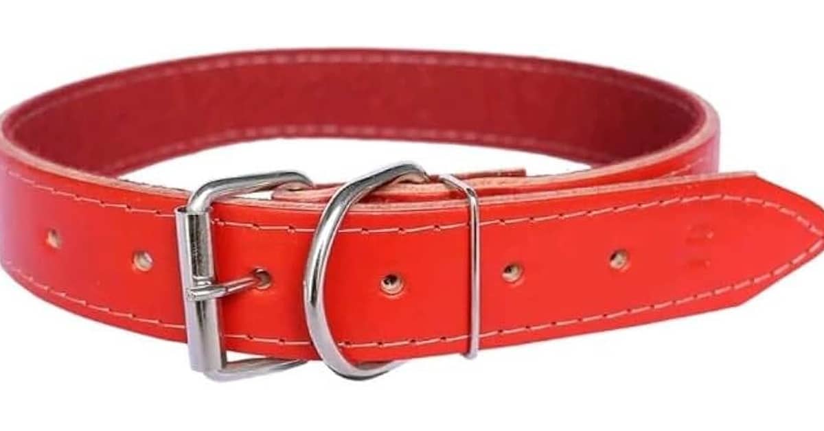 Qual a Melhor Coleira de Couro para Cachorro de Porte Grande? Análise de 8 Modelos Reforçados
