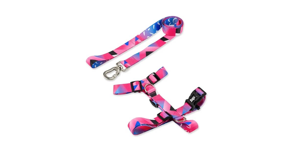Qual a Melhor Coleira para Cachorro de Porte Pequeno