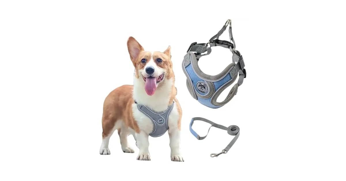 Qual a Melhor Coleira Para Cachorro Que Late Muito?