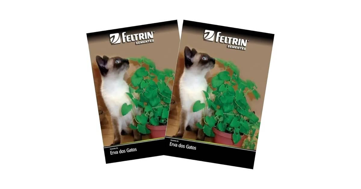 Qual a melhor grama para gato (catnip)? Veja 8 tipos