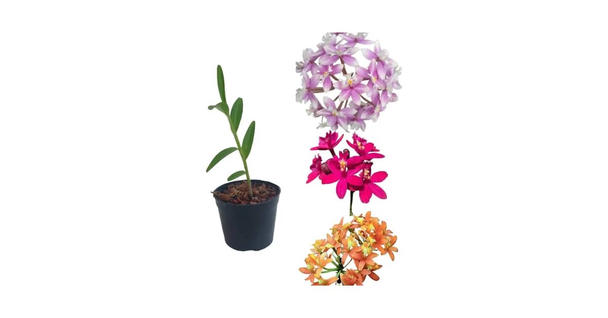 Qual a Melhor Orquídea para Cultivar Dentro de Casa?