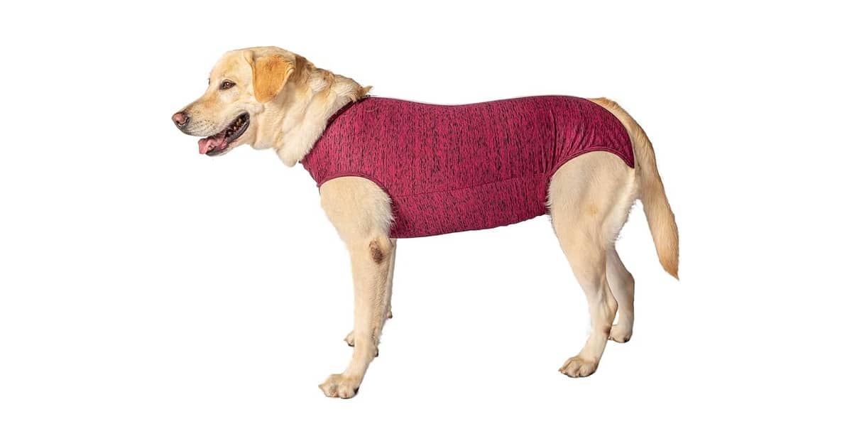 Qual a melhor roupa cirúrgica para pet: Acerte no tamanho, modelo e material
