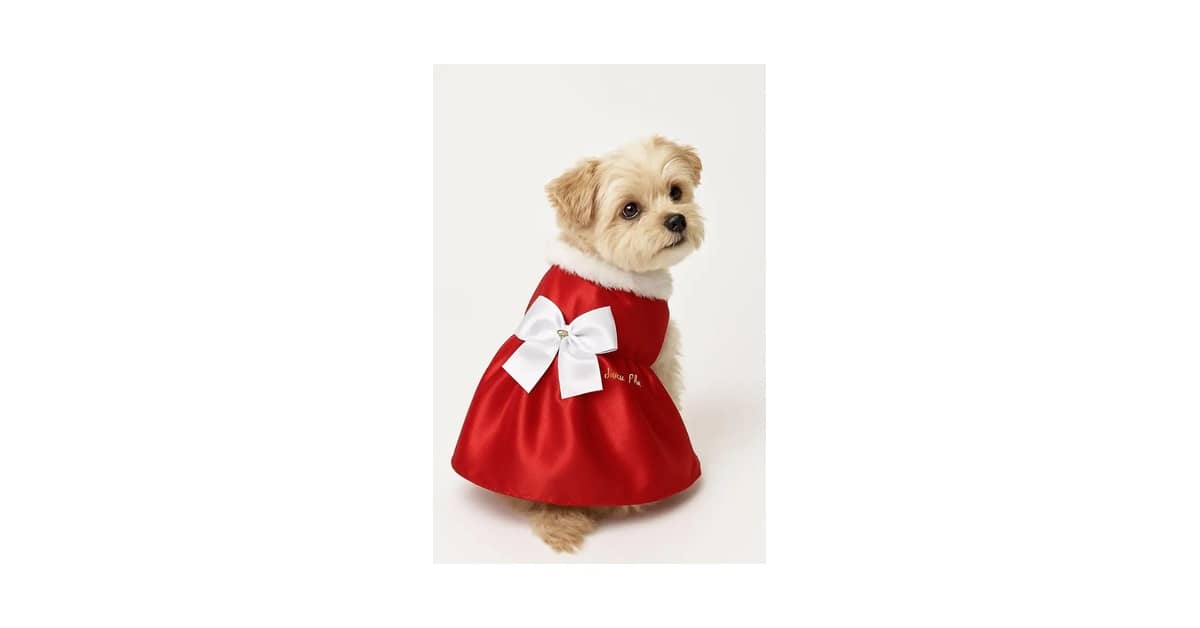 Qual a melhor roupinha de time para cachorro? 2 Opções