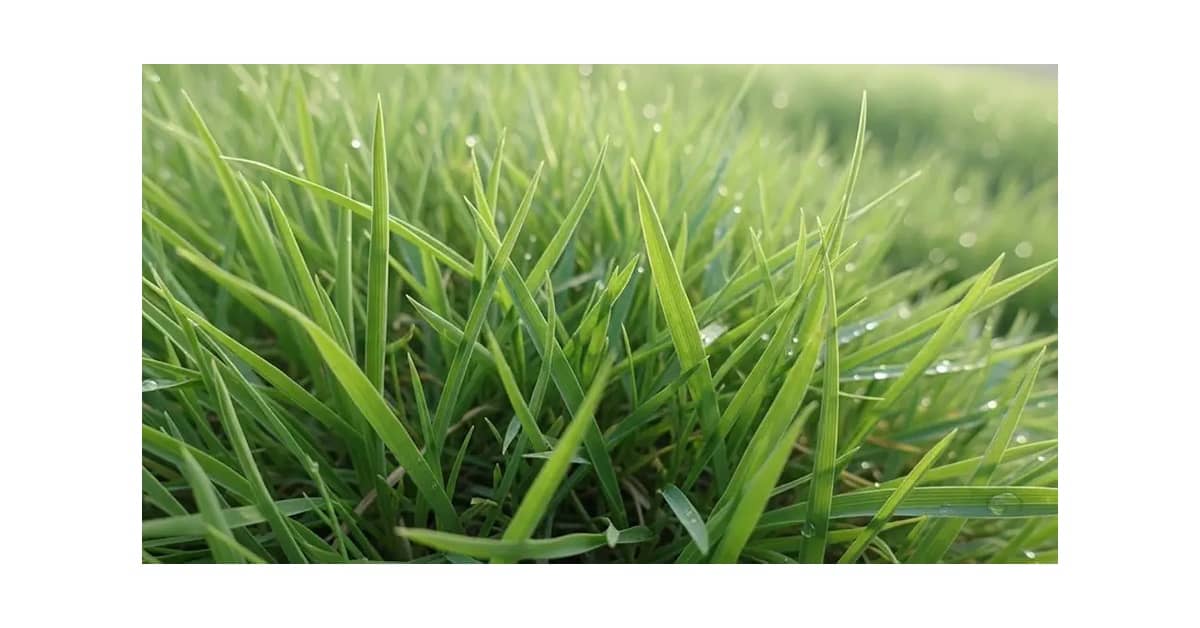 Qual a Melhor Semente de Grama para Jardim: Análise