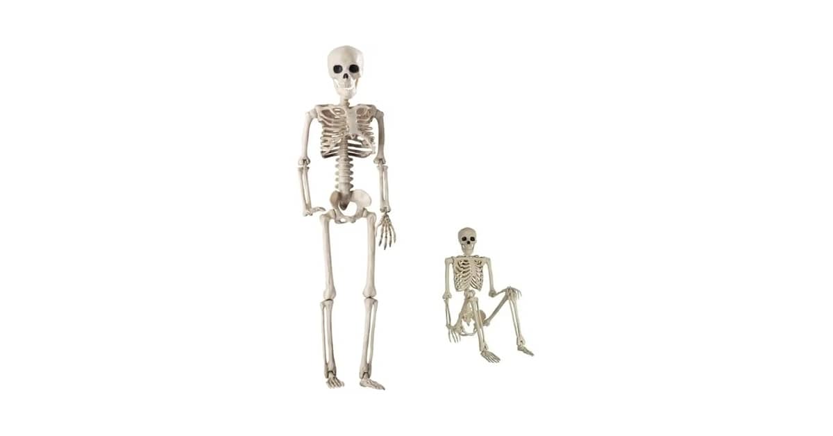 Qual o Melhor Esqueleto Humano Para Estudo de Anatomia
