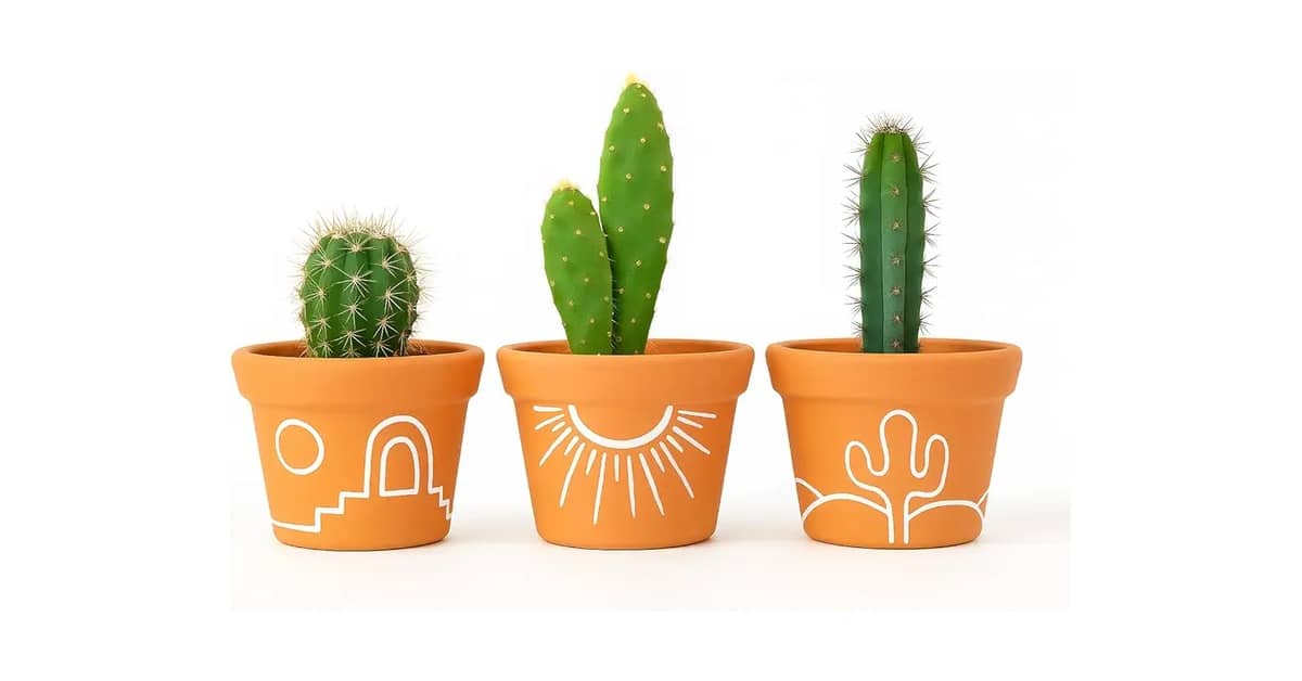 Qual o Melhor Vaso para Suculenta: 10 Estilos Únicos