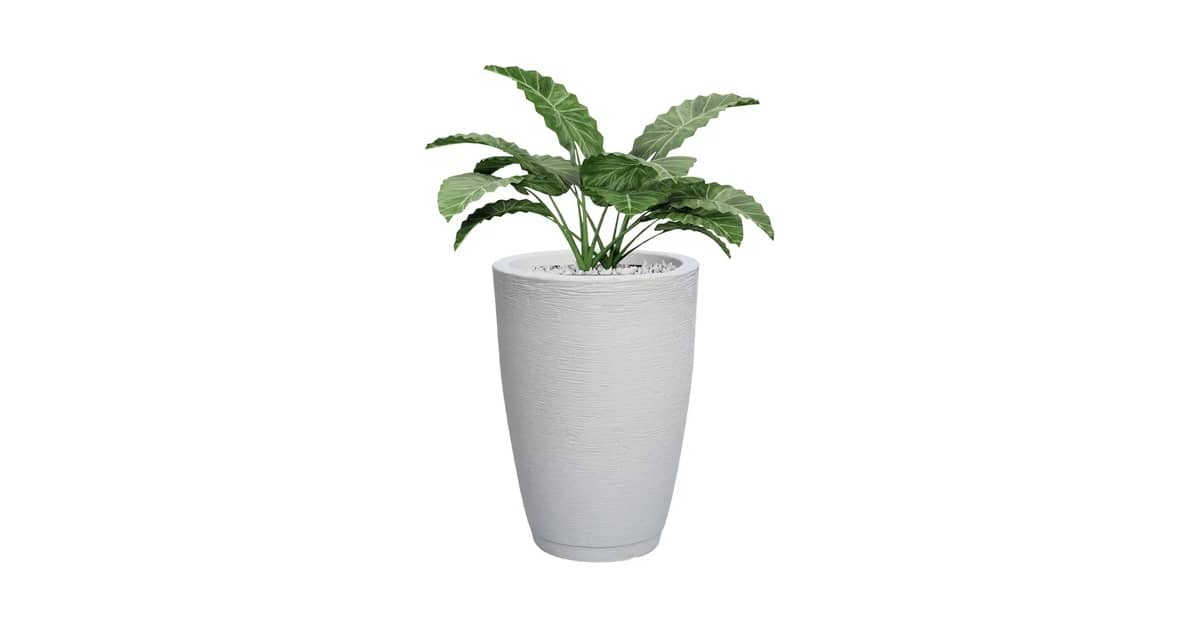 Qual o Melhor Vaso para Zamioculca: Estilo e Dreno