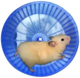 Mr Pet Roda Hamster de Plástico, Cores sortidas