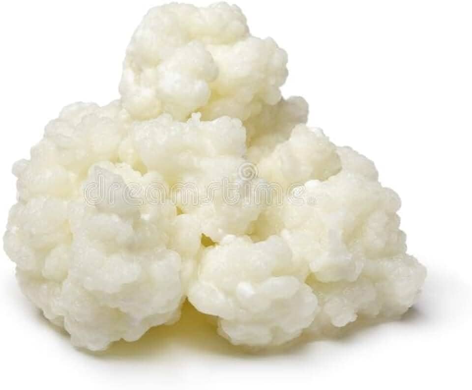 Kefir de Leite Bichinho Do Iogurte Mudas De Kefir Em Grãos De Leite Real