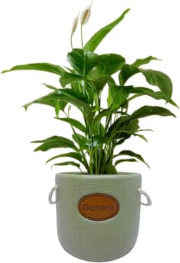Cachepot Decorativo Garden em Cerâmica para Vasos de Plantas (06 Verde)