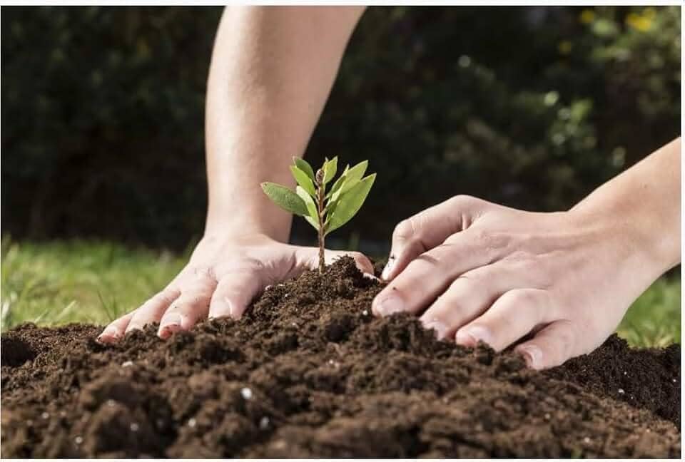 2 Terra Vegetal Adubada MInhoco Premium para Horta e Jardim, Substrato Rico em Nutrientes, 10kg, Pronto para Uso em Vasos e Canteiros