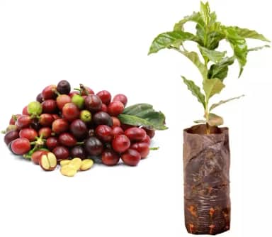 Muda de Café Arábica (Coffea arabica) Altura de 20 a 40cm – planta frutífera produtiva, ideal para vasos ou solo, cultivo doméstico, produção de grãos de qualidade e jardins agroflorestais