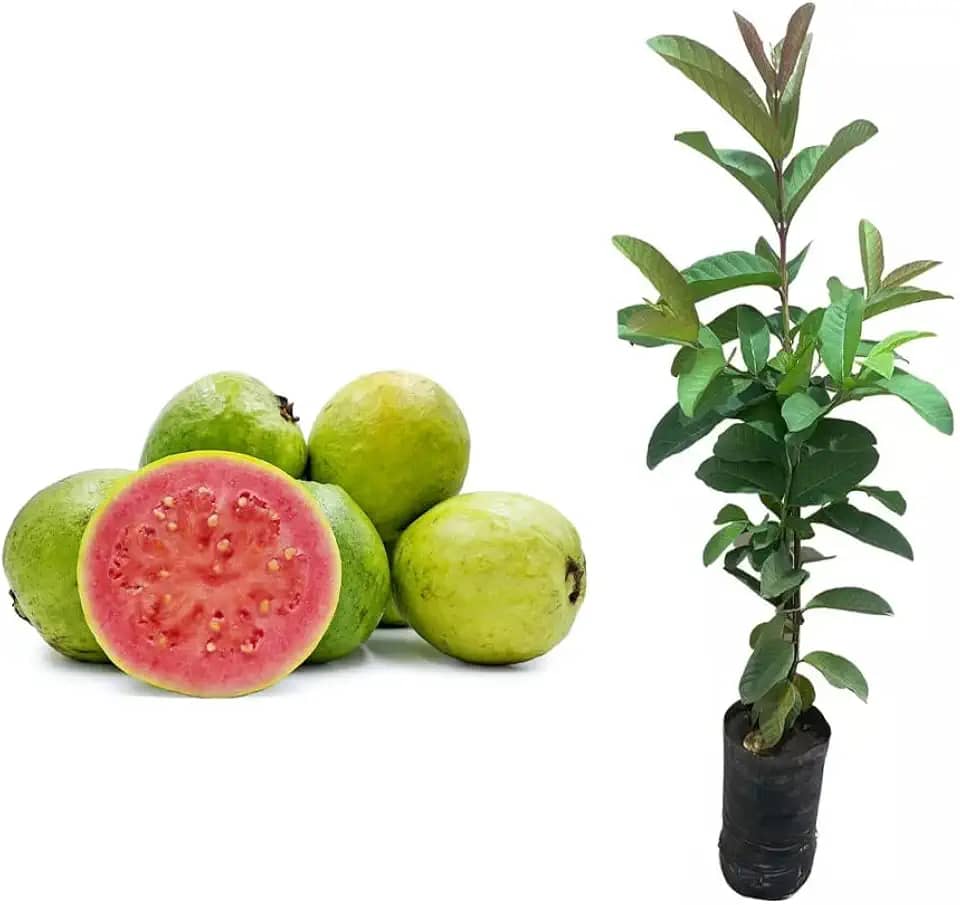 Muda de Goiaba Paluma (Psidium guajava) Altura de 20 a 40cm – planta frutífera tropical, ideal para cultivo doméstico ou comercial, alta produtividade, frutos doces e polpa rosada