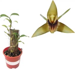 Mini Orquídea Coelogyne Ovalis Miniatum Planta Adulta Rara