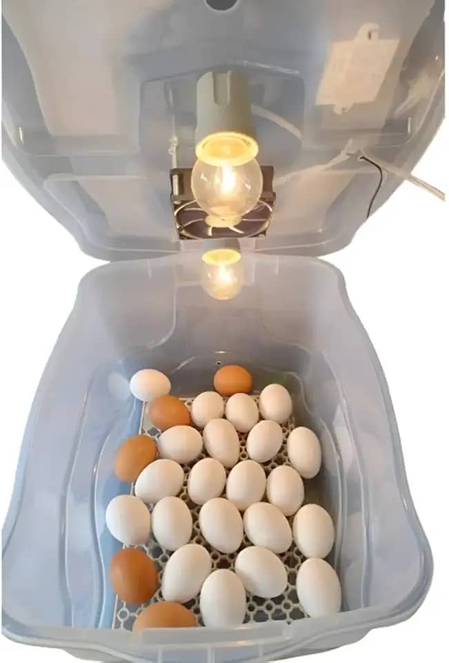 Chocadeira Pet Com 2 Lâmpadas Incandescente Para 30 Ovos Com Termostato e Cooler