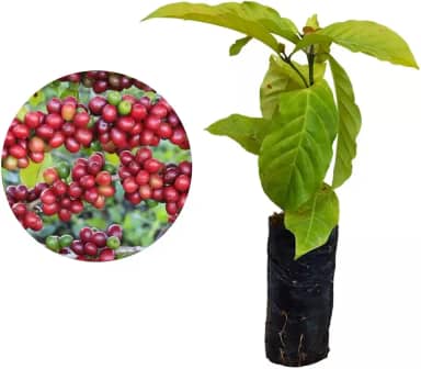 Muda de Café Conilon (Coffea canephora) Altura de 20 a 40cm – planta frutífera altamente produtiva, ideal para vasos ou solo, cultivo doméstico e comercial, resistente ao calor e pragas
