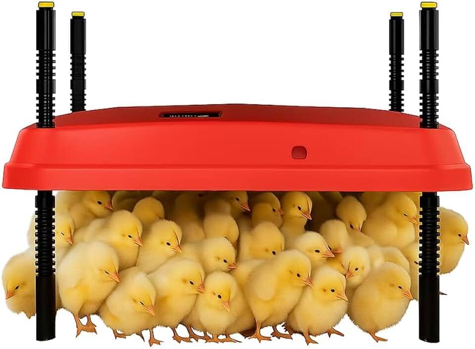 Chocadeira ajustável de 40 x 40 cm para pintinhos, proporcionando aquecimento constante e eficiente. Seguro, economiza energia, fácil de montar e limpar. Perfeito para chocar frangos