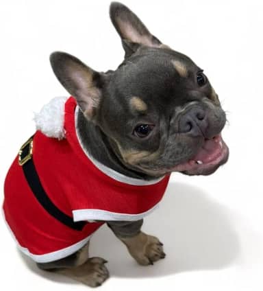 WAY PET Roupa Fantasia para Cães Natal, Fantasia Papai Noel e Mamae Noel para Cachorro, Roupa para Cães com Capuz de Pompom (X-pequeno, PAPAI NOEL)
