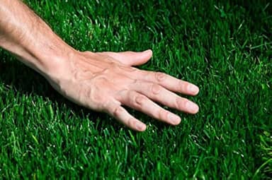 1kg de sementes Grama bermuda tratada campo de futebol, jardins etc...