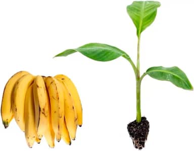 Muda de Banana da Terra (Musa paradisiaca) Altura de 20 a 40cm – planta frutífera tropical, ideal para vasos grandes ou solo, produção de bananas para fritar, culinária, quintal e pomar