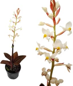 Orquídea Pipoca Ludisia Discolor Planta Adulta Natural Exótica Decoração Rara