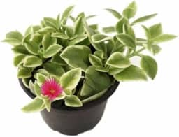 Muda Suculenta Rosinha Do Sol Aptenia Cordifolia Variegata Decoração Jardim Interior Exterior Planta Rara