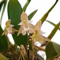 Orquídea Bulbophyllum Ambrosia Planta Adulta Exótica
