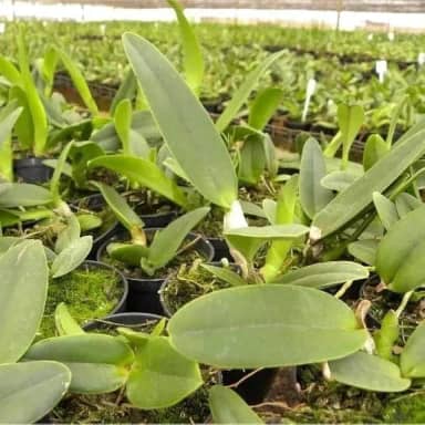 Kit 10 Mudas De Orquídeas Cattleya Sem Repetição