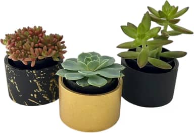 Kit com 3 vasos decorativos para casa em cimento para suculentas e plantas pequenas - 7cm diametro (Preto e dourado)