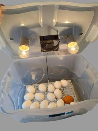 Chocadeira Pet Com 2 Lâmpadas Cooler Para 30 Ovos De Galinha Ou 90 De Codorna