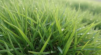 Sementes de Grama Batatais, 1kg, Cobertura 100m², Gramado Rústico e Resistente, Verde