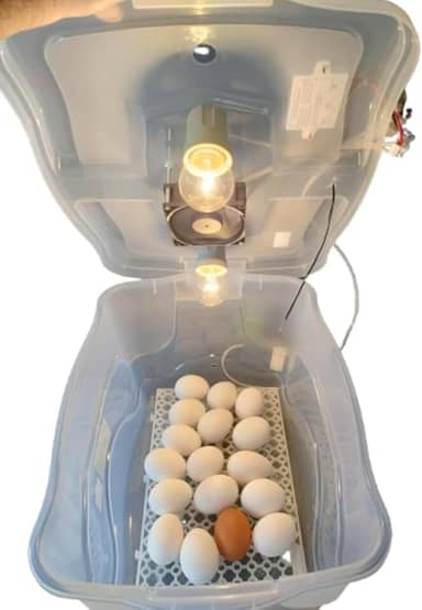 Chocadeira Com Controle De Temperatura Automático Capacidade 30 Ovos De Galinha Ou 90 De Codorna