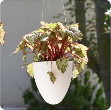 Cachepot Suspenso Egg Autoirrigável