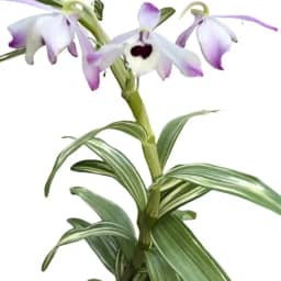 Orquídea Dendrobium Nobile Variegata