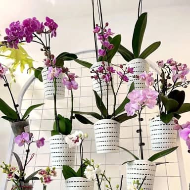 RISEON Vasos de orquídea de plástico com furos - Vaso de orquídea decorativo para orquídeas pequenas para orquídeas de Dendrobium Oncidium Cattleya para ambientes internos e externos (branco)