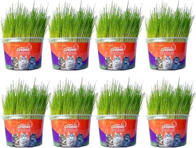 Kit Graminha Petisco Para Gatos - Graminha Digestiva 100% Natural - Mister Grama (8 unidades)